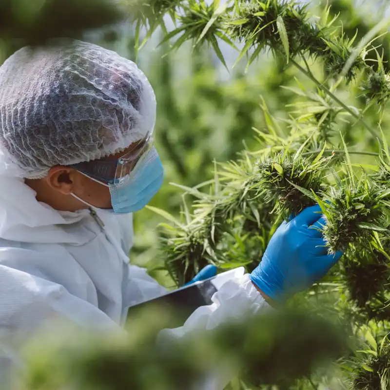 Scientist checking hemp plants.