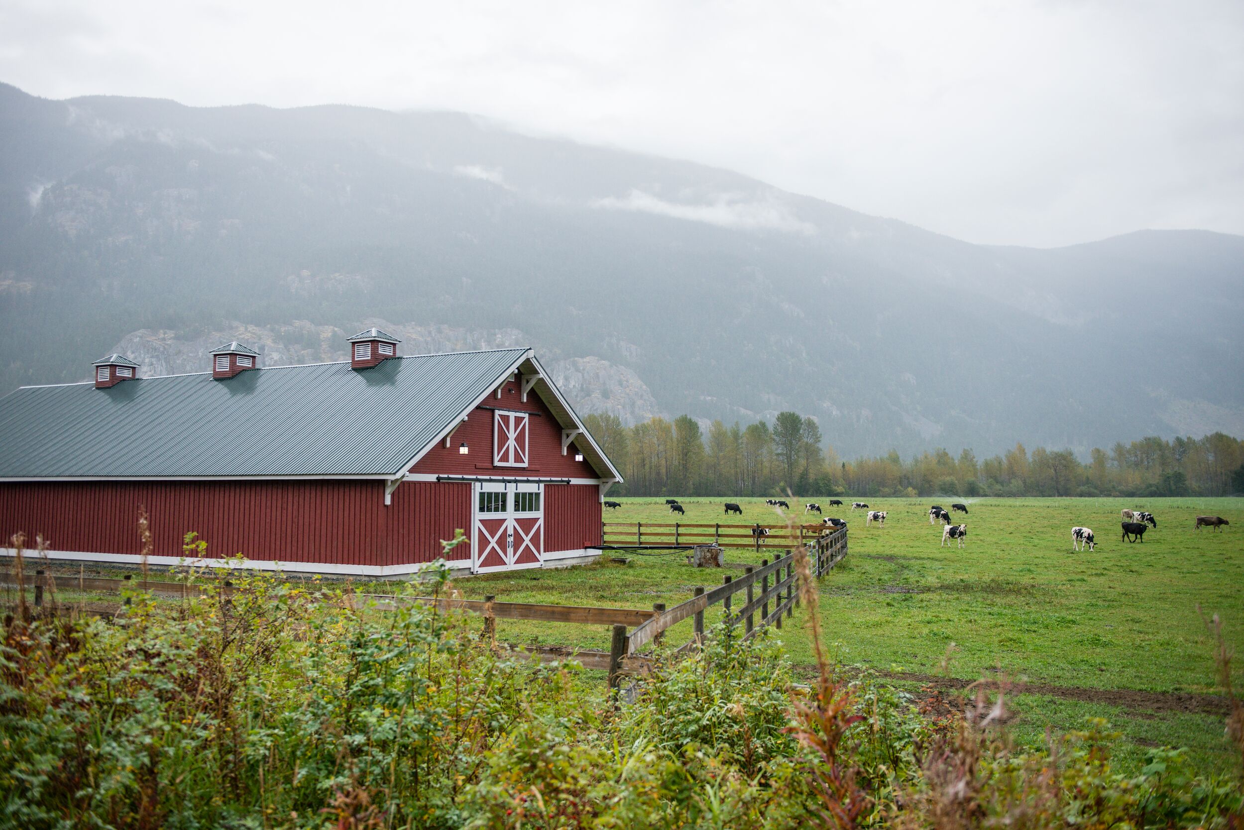 A barn and field of cows on a hazy early morning on a dairy farm.